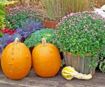 Pumpkins And Flowers