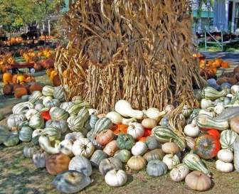 Pumpkins Squashes And Gourds