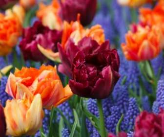 Tulipani Viola E Arancioni