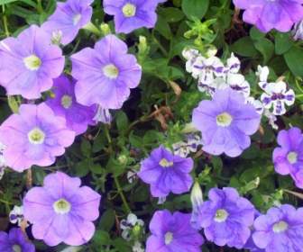紫と白の花