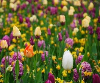 Purple And Yellow Tulips