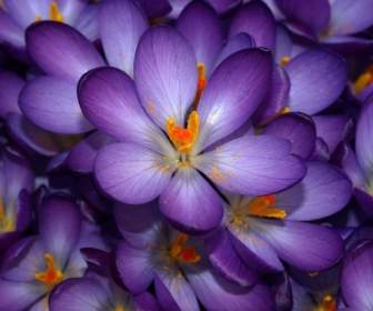 Naturaleza De Flores De Papel Pintado Crocus Púrpura