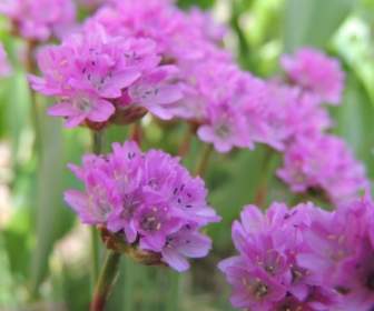 purple flower nature