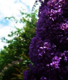 Fleurs Violettes