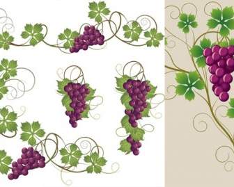 Purple Grapes And Grape Leaves Vector