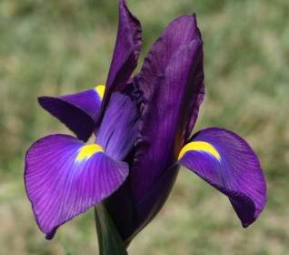 紫のアイリス