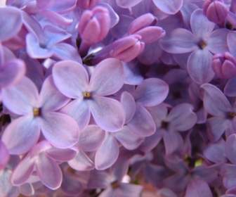 Naturaleza De Flores Púrpura Fondos Lila