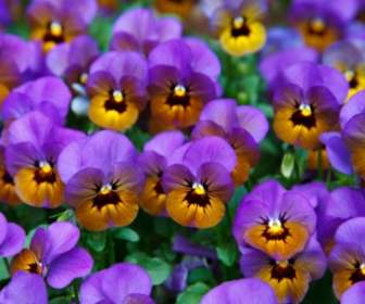 紫色的紫羅蘭
