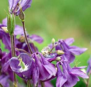 紫色の夏の花