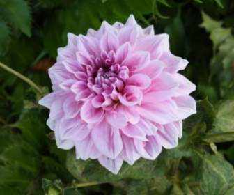 Purplepink Flower Bloom