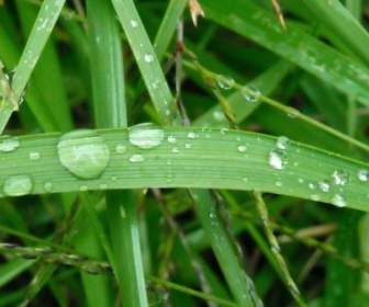 草に雨の滴