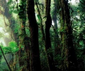 rain forest humid vegetation