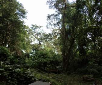 Parc De La Forêt Tropicale