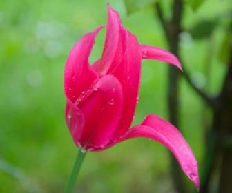 Regen Frühling Tulpe
