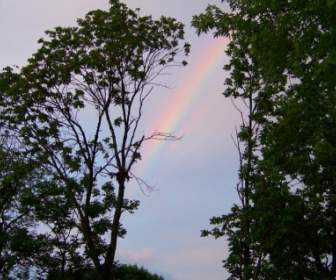 Rainbow Through The Trees