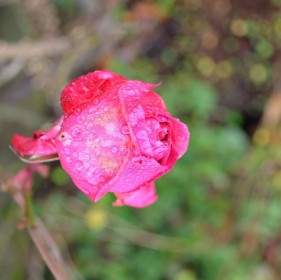 Krople Deszczu I Róże