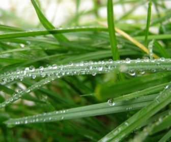 Raindrops Rain Grass
