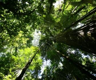Rainforest Baldachim Tapety Rośliny Natura