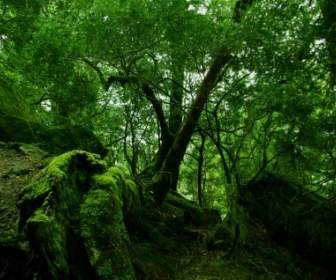 Rainforest Moss Wallpaper Alam Lainnya
