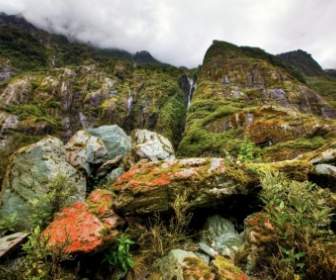 Regenwald Neuseeland Südinsel