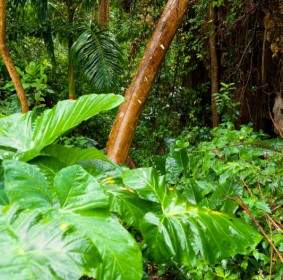 Vegetação De Floresta Tropical