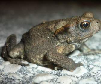 rana toad amphibian