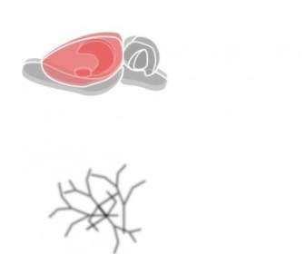 Arte De Clip De Cerebro De Rata