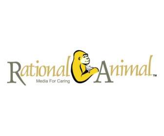 Rational Animal Organization