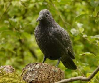 Raven Fig Bird