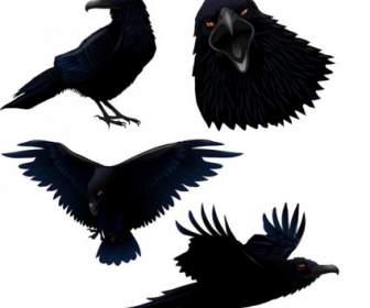 Raven Vektor