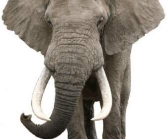 Vettore Realistico Elefante