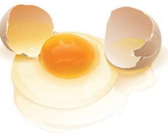 Realistic Vector Eggs