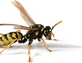 現実的なベクトル昆虫蜂