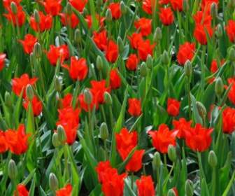 Red And Green Tulips