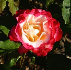 Rosso E Rosa Bianca