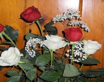Roses Rouges Et Blanches