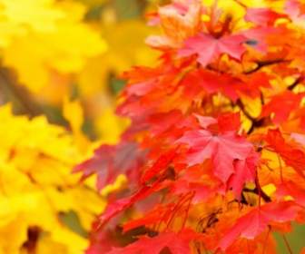 红色和黄色的秋叶