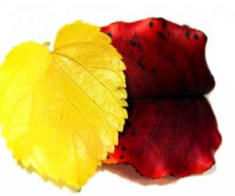 Rote Und Gelbe Blätter