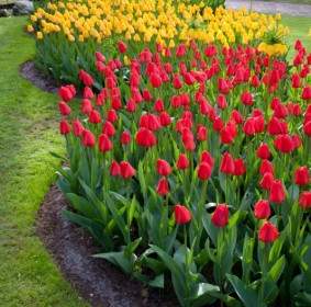 Camas De Tulipán Rojo Y Amarillo