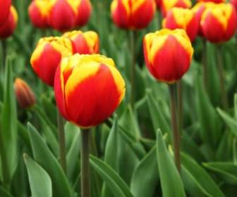 Tulipanes Rojos Y Amarillos