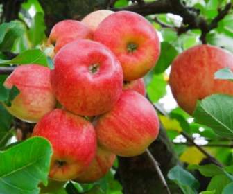 Rote Äpfel Am Baum