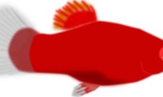 红色水族馆鱼的剪贴画