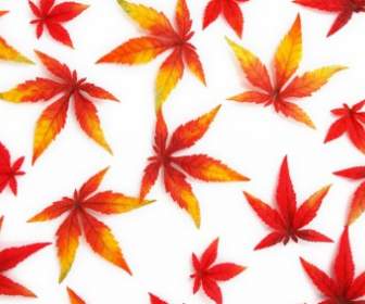 красные осенние листья