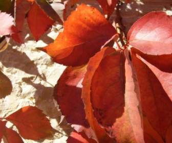 Folhas Vermelhas De Outono