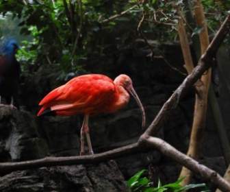 赤い美しい鳥