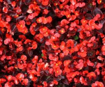 Red Begonia Background
