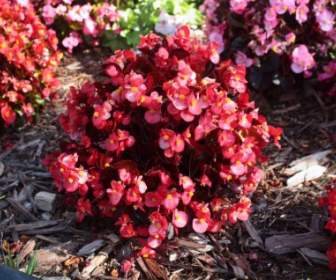 Begonia Rossa In Fiore