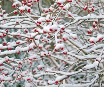 Rote Beeren Im Schnee