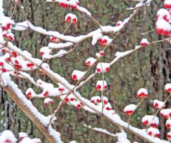 Rote Beeren Im Schnee