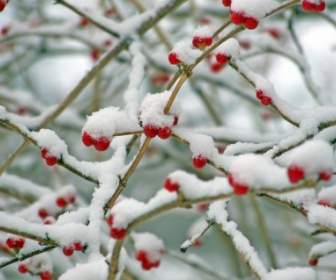 Red Berries In The Snow